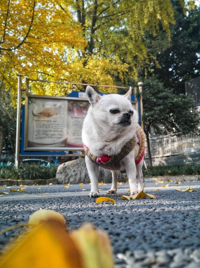 蜀犬吠日，成都天气里的温柔与执拗