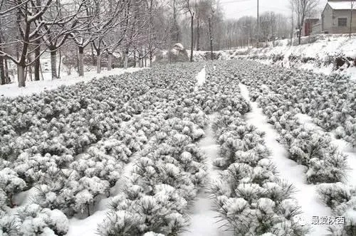陕西发布暴雪天气，银装素裹下的三秦大地与民生保障
